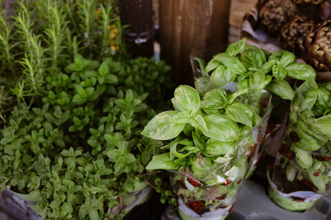 Liver Cleansing Herbs You Can Add to Your Diet